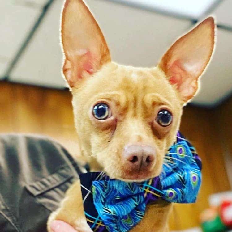 Dog Wearing a Bow Tie