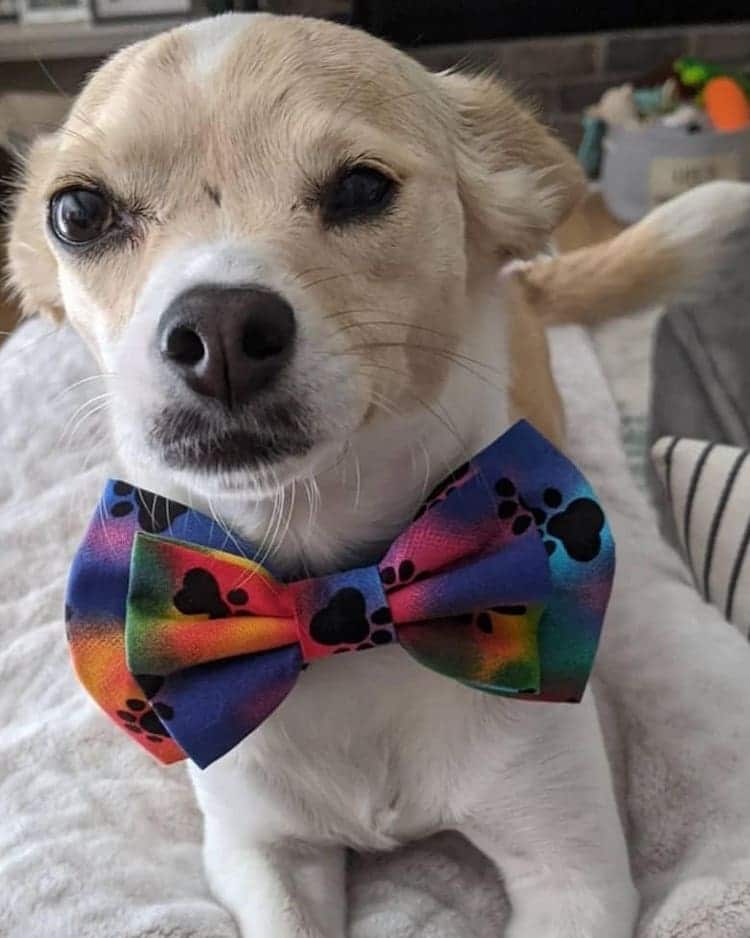 Dog Wearing a Bow Tie