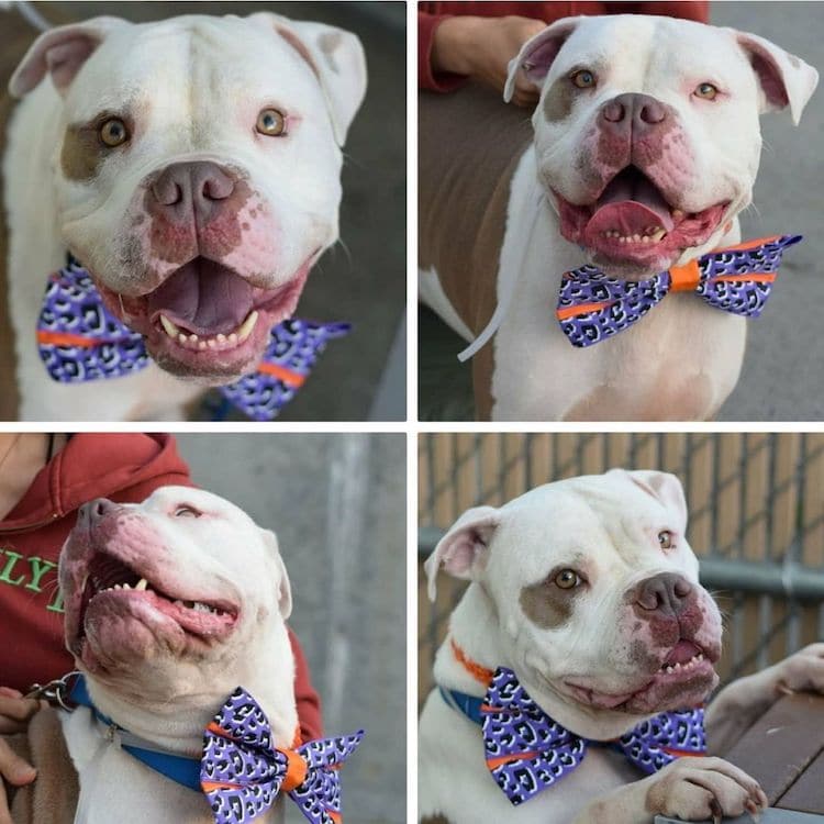 Dog Wearing a Bow Tie