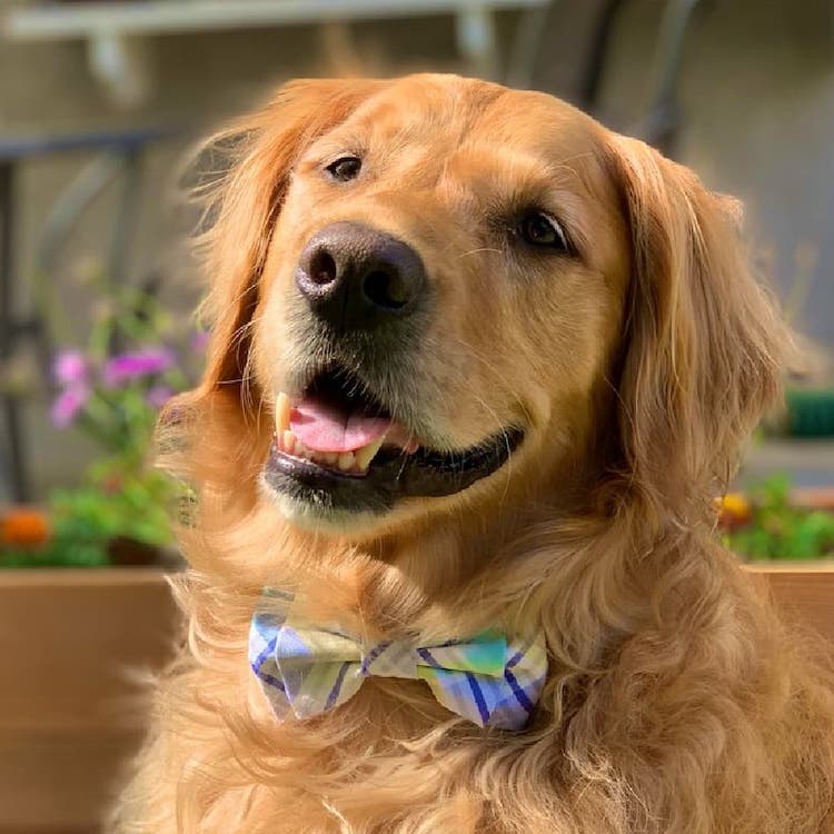 Dog Wearing a Bow Tie