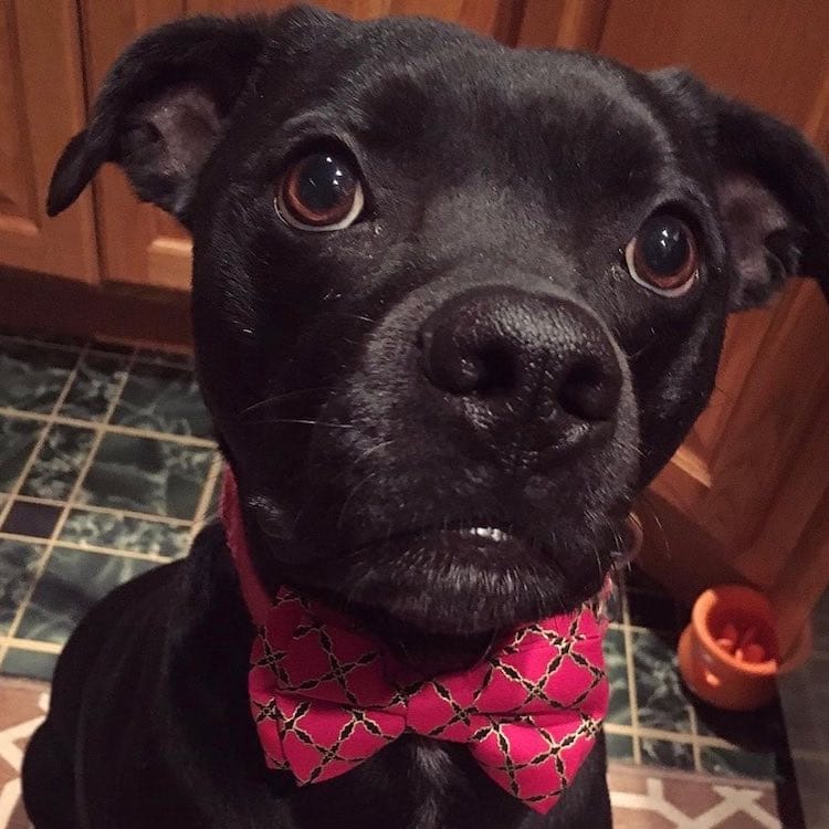 Dog Wearing a Bow Tie