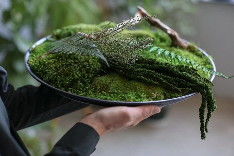 Moss Art by Anna Paschenko 