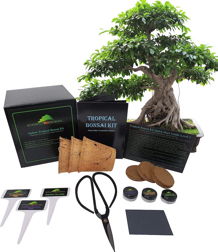 Tropical Bonsai Tree Kit