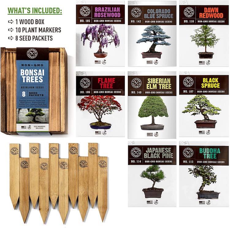 Amazon Bonzai Tree Kit Seed Variety Pack