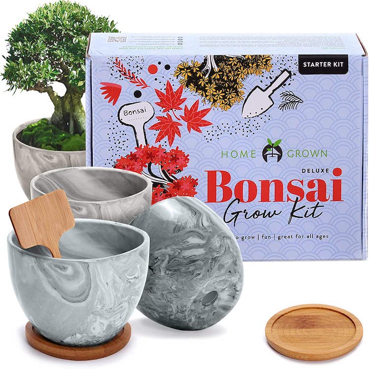 Home Grown Bonsai Tree Kit