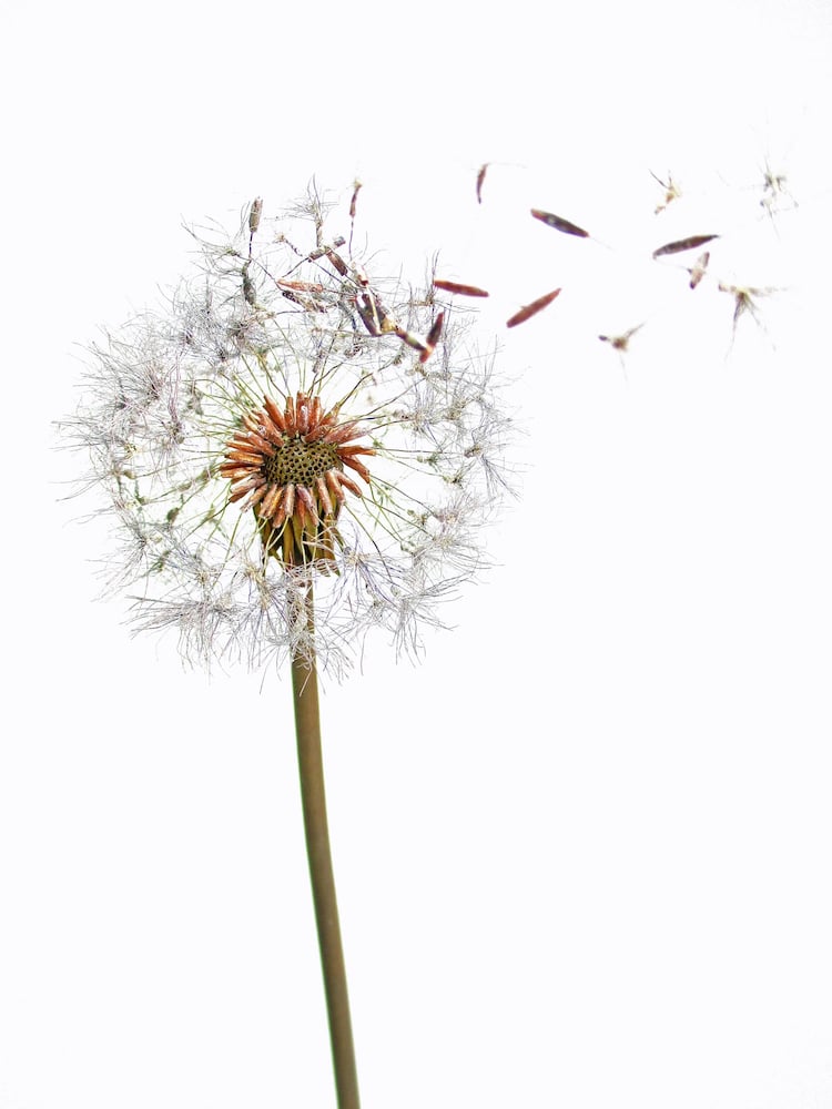 Metal Dandelion Sculptures by Shota Suzuki