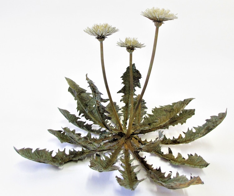 Metal Dandelion Sculptures by Shota Suzuki