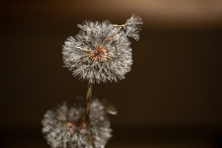 Metal Dandelion Sculptures by Shota Suzuki