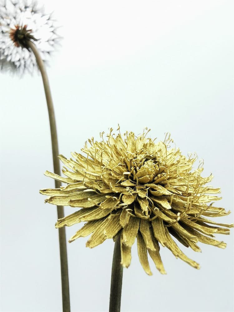Metal Dandelion Sculptures by Shota Suzuki