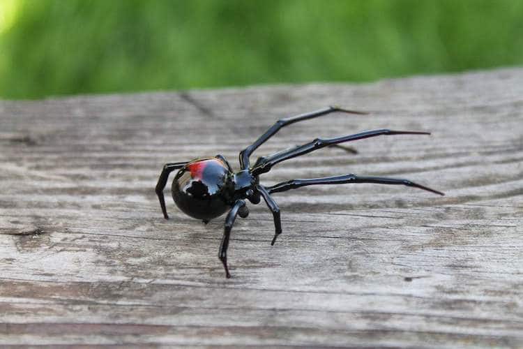 Glass Symphony Hand Blown Glass