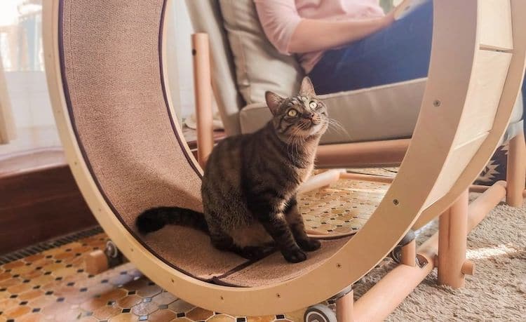 - ViralBandit Cat Exercise Wheel Loveseat by Catham City