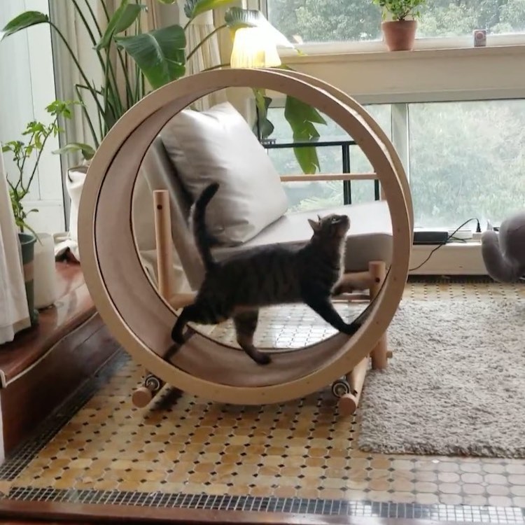 - ViralBandit Cat Exercise Wheel Loveseat by Catham City