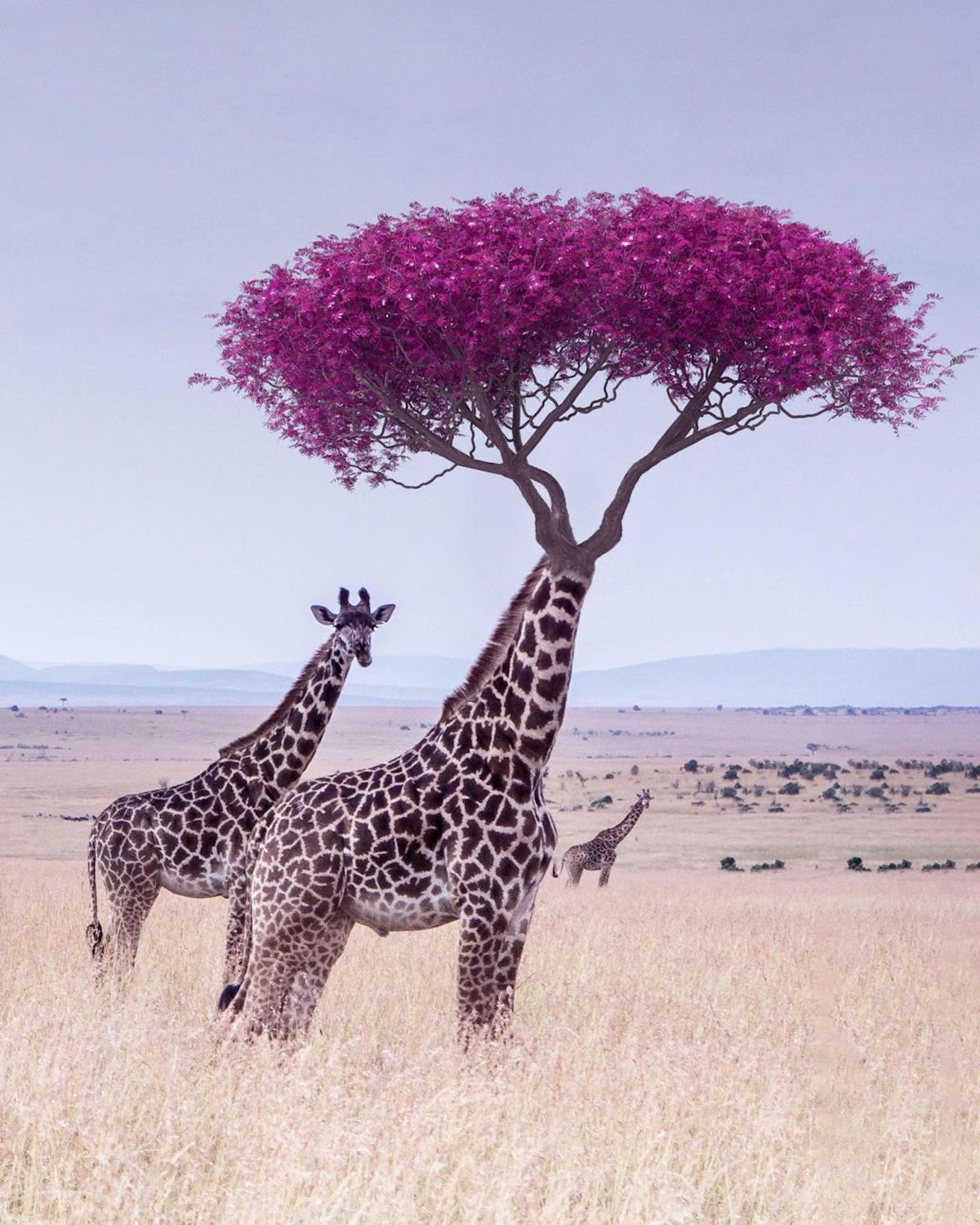 Creative Photo Manipulations by Ted Chin
