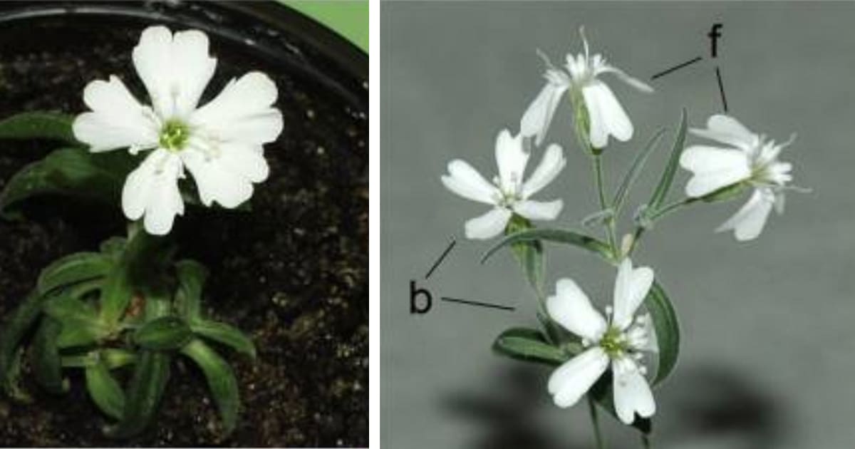 30000-year-old-plant-dna-revived-thumbnail.jpg - ViralBandit