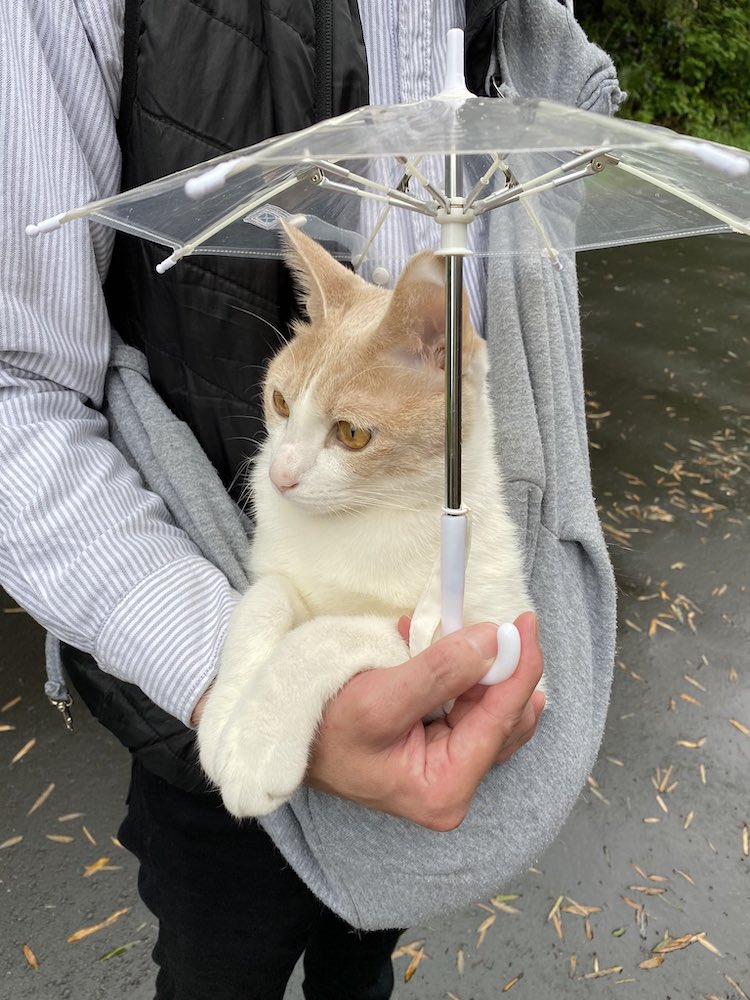 Cat Umbrella