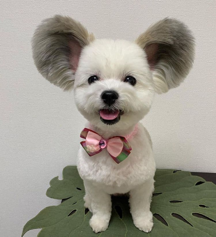 Goma the Mickey Mouse Dog