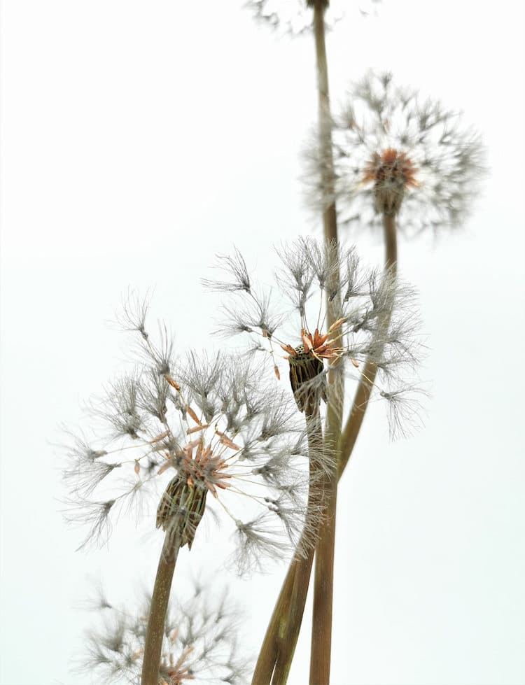 - ViralBandit Metal Dandelion Sculptures by Shota Suzuki