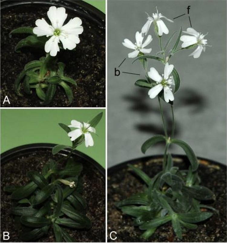 - ViralBandit Flowering plants of Silene stenophylla