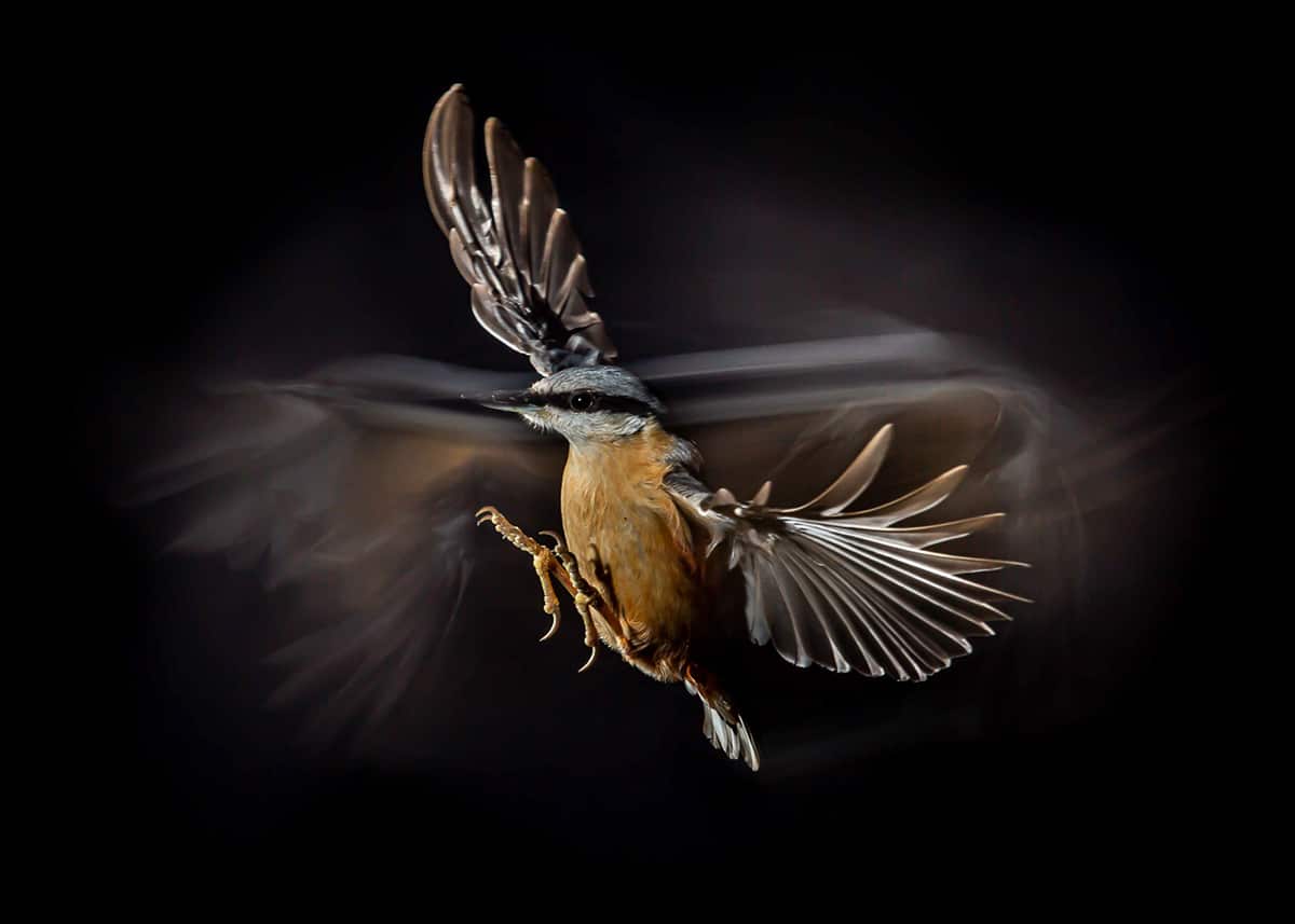 Bird Photographer of the Year 2021 Photo Contest