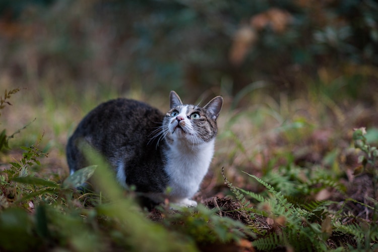 This Man Is Still Rescuing the Forgotten Cats of Fukushima Ten Years After the Nuclear Disaster