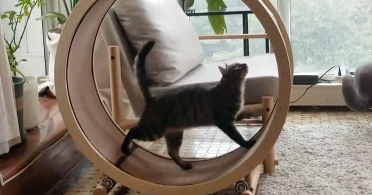 cat-exercise-wheel-loveseat-catham-city-thumbnail.jpg - ViralBandit