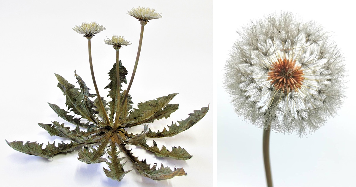 dandelion-sculptures-shota-suzuki-thumbnail-2.jpg - ViralBandit