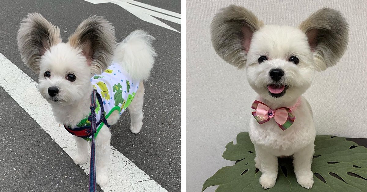 goma-mickey-mouse-dog-thumbnail.jpg - ViralBandit
