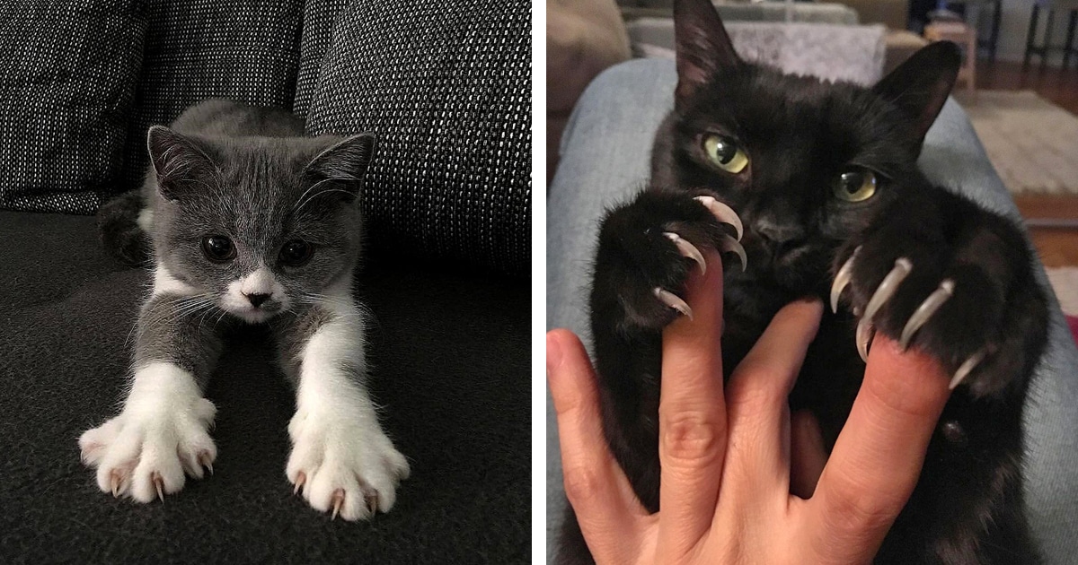 murder-mittens-cat-claws-thumbnail.jpg - ViralBandit