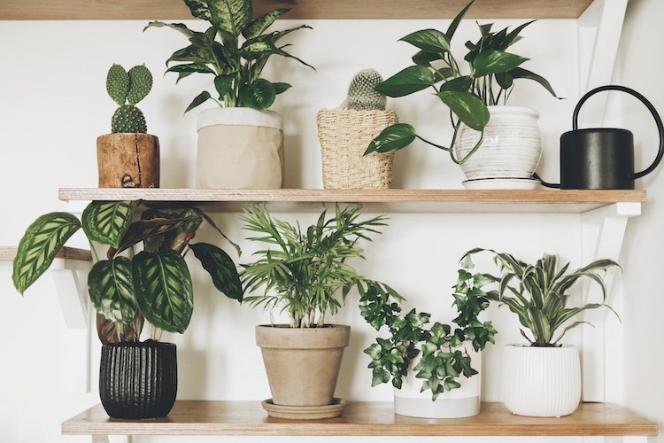 House Plants on a Shelf