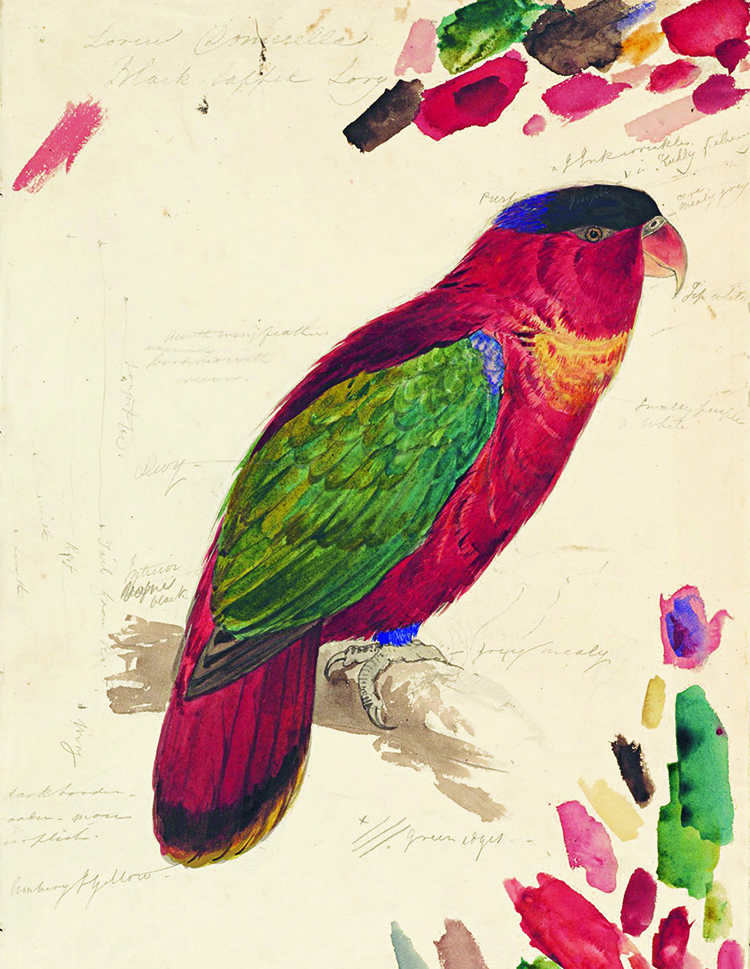 Parrot Werners Nomenclature Color Theory