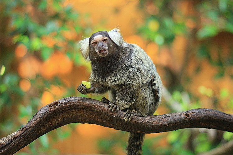 Marmosets are exotic pets, and primates will no longer be allowed as pets