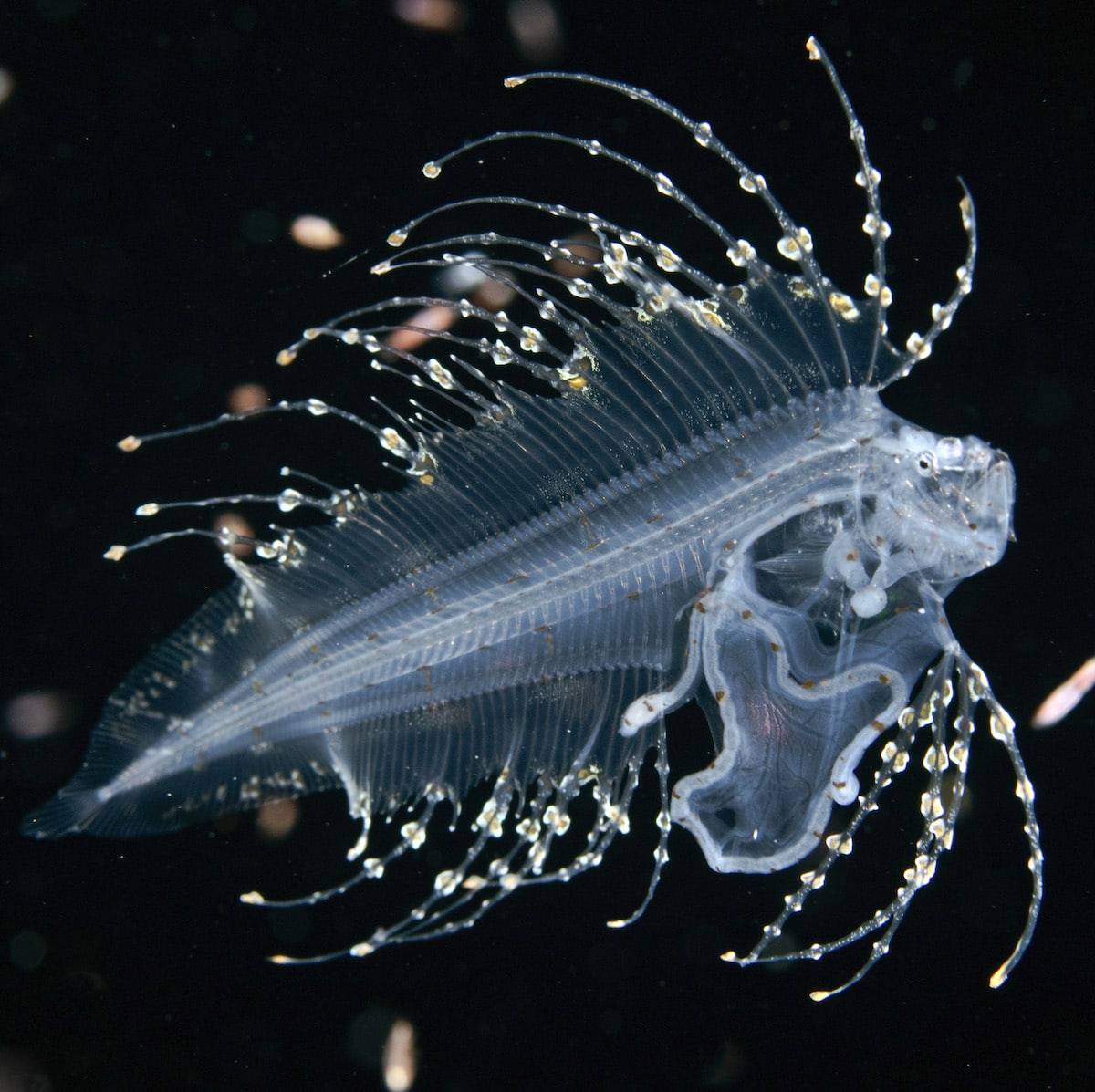 Jeff Milisen Underwater Photography