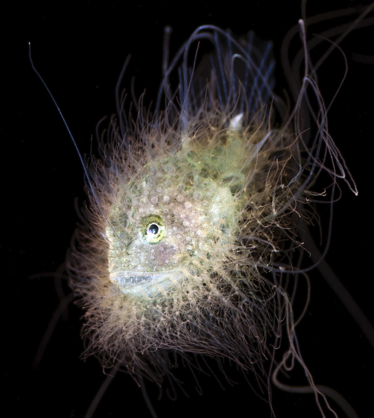 Hairy goosefish by Jeff Milisen