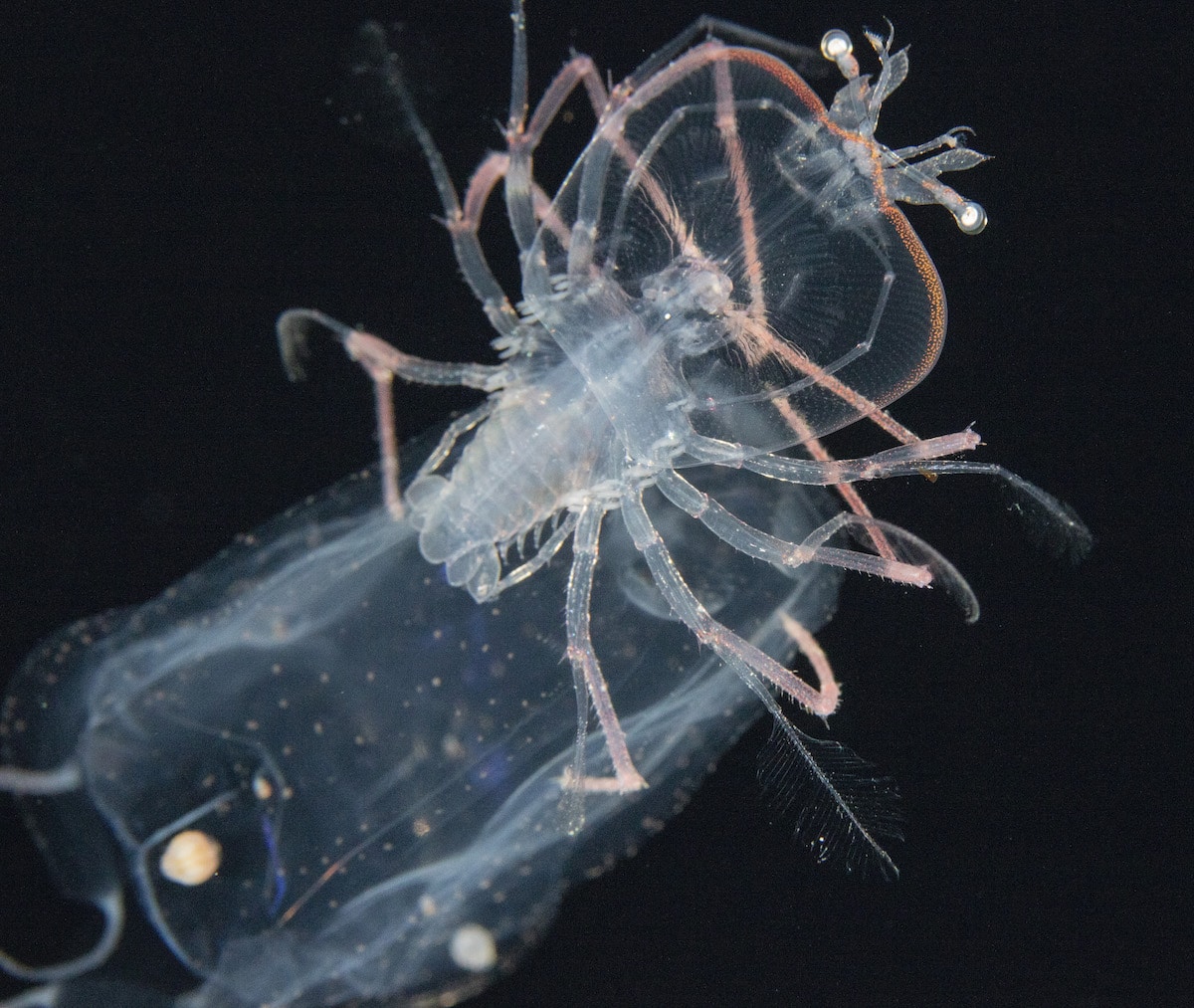 Phyllosome and cubozoan by Jeff Milisen