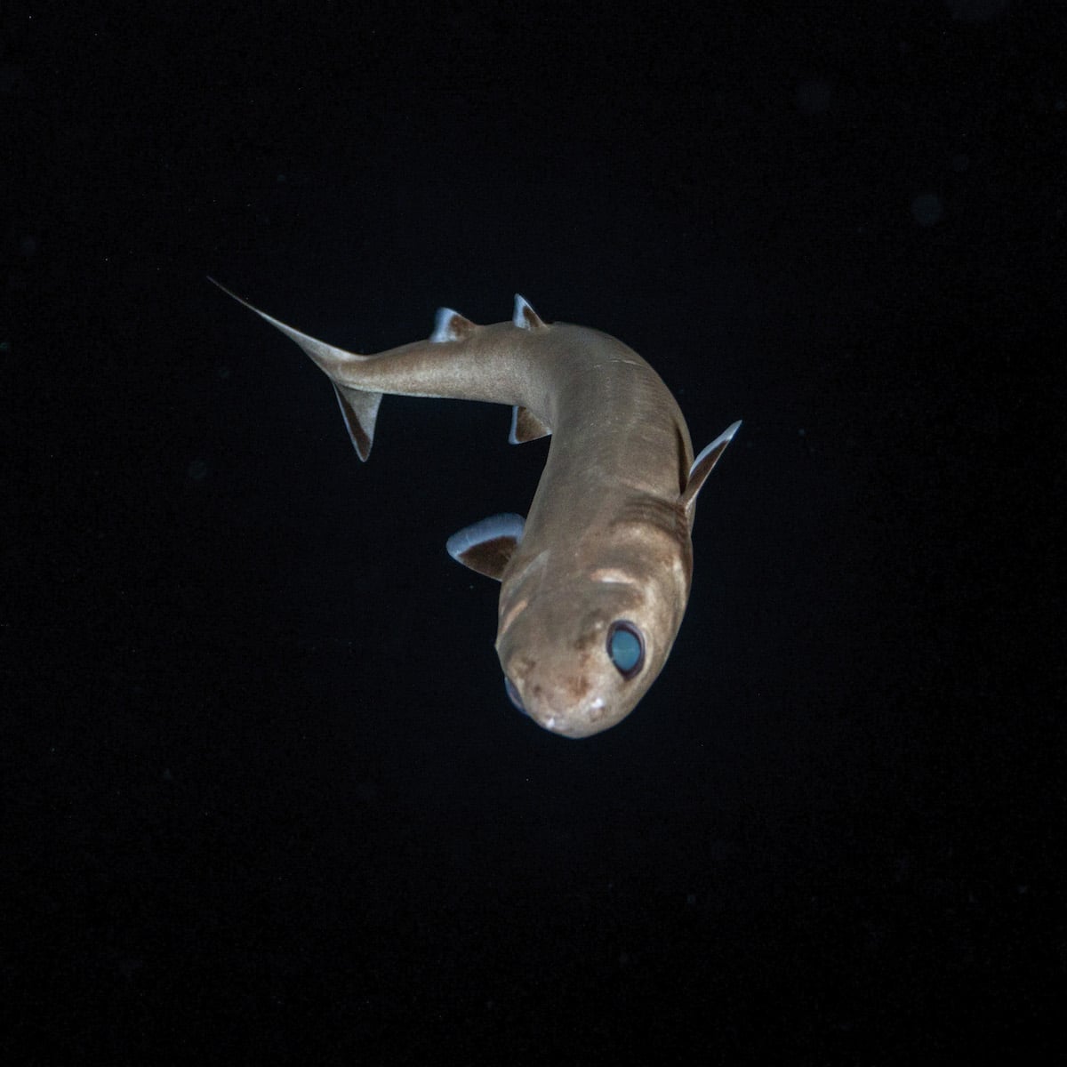 Cookiecutter Shark in Blackwater by Jeff Milisen