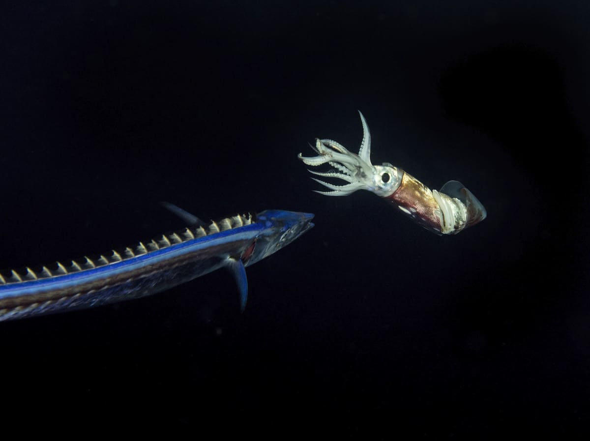 Jeff Milisen Underwater Photography