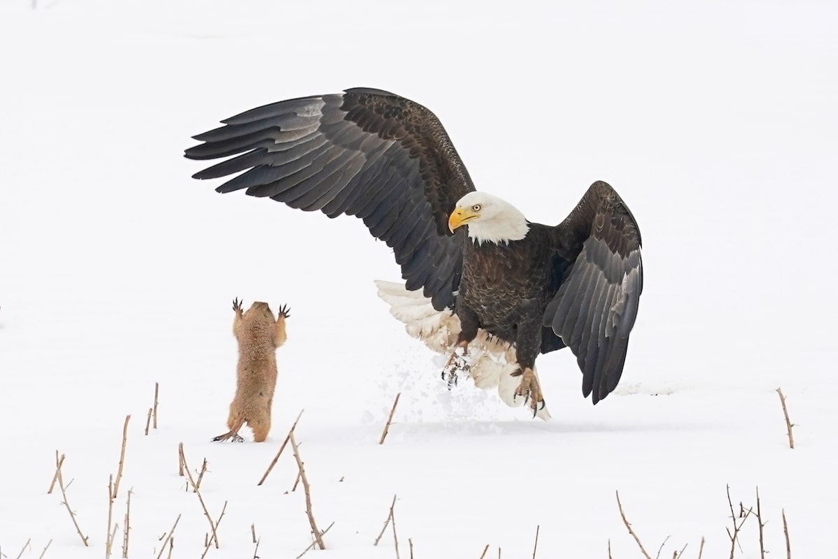 Prairie Dog Suprising a Bald Eagle