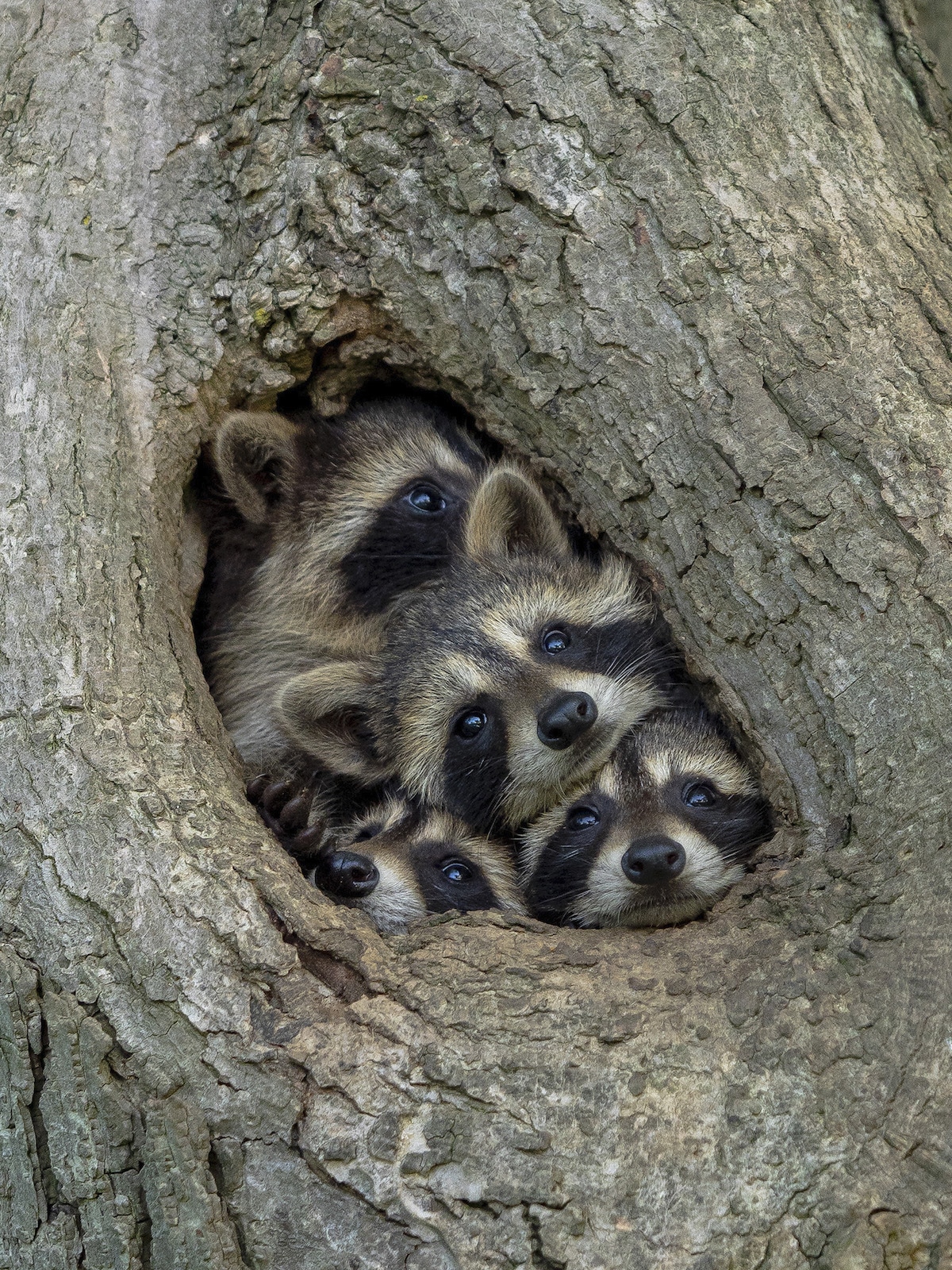 Raccoon Family Sticking Their Heads Out of Hole in a Tree
