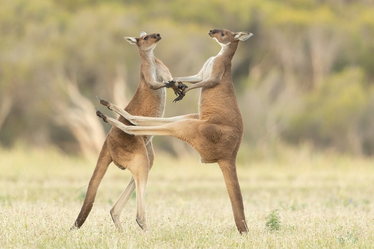 Two Western Grey Kangaroos Fighting