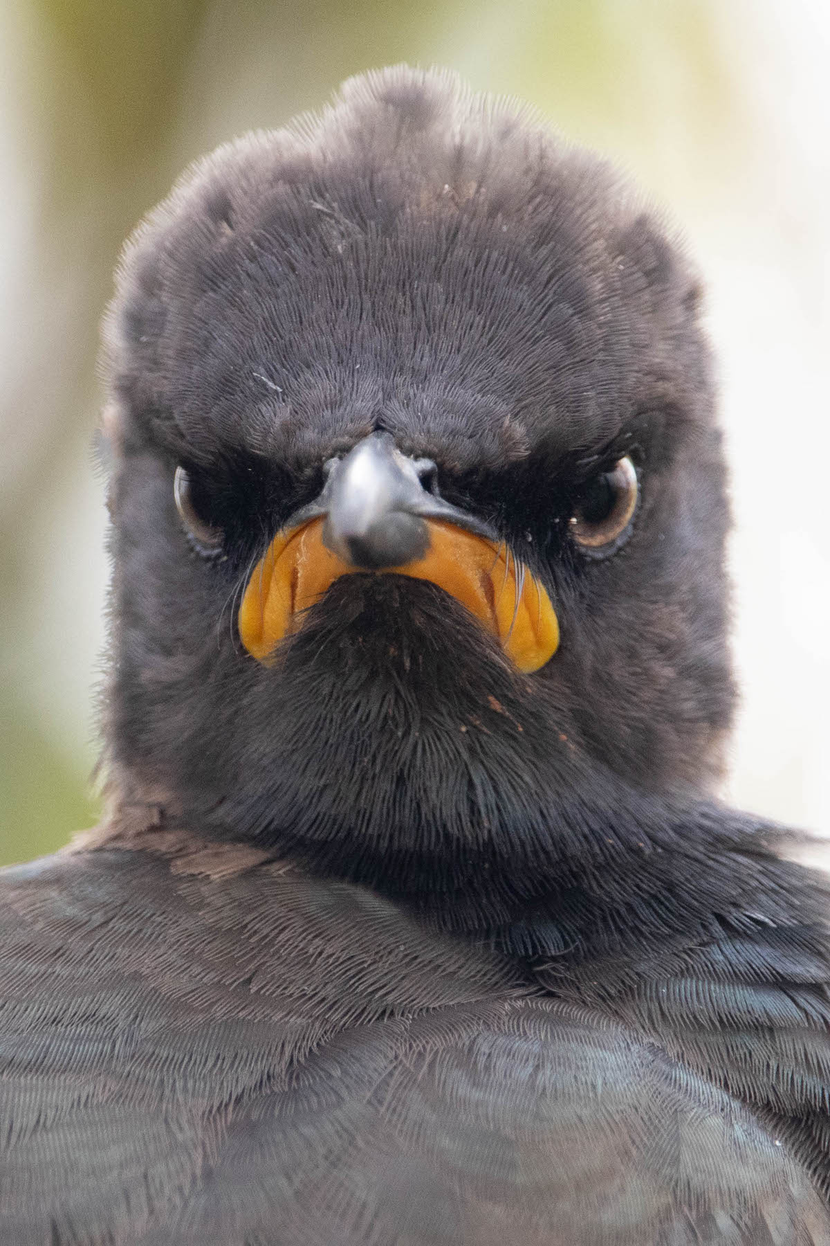Angry Looking Pied Starling