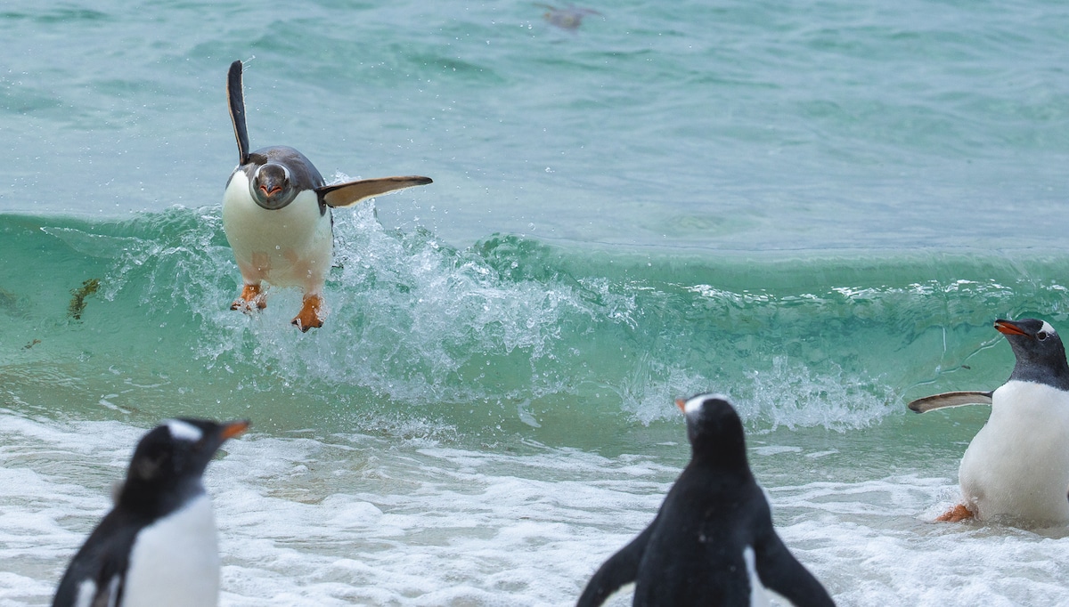 Penguins Surfing Waves in the Falklands