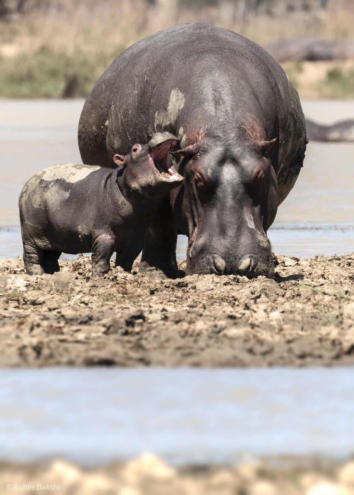 Baby and Mother Hippo in Malawi