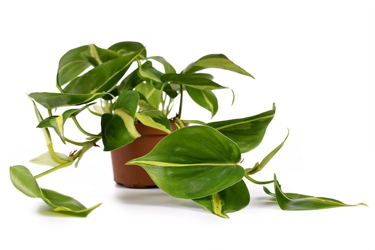 Philodendron House Plant
