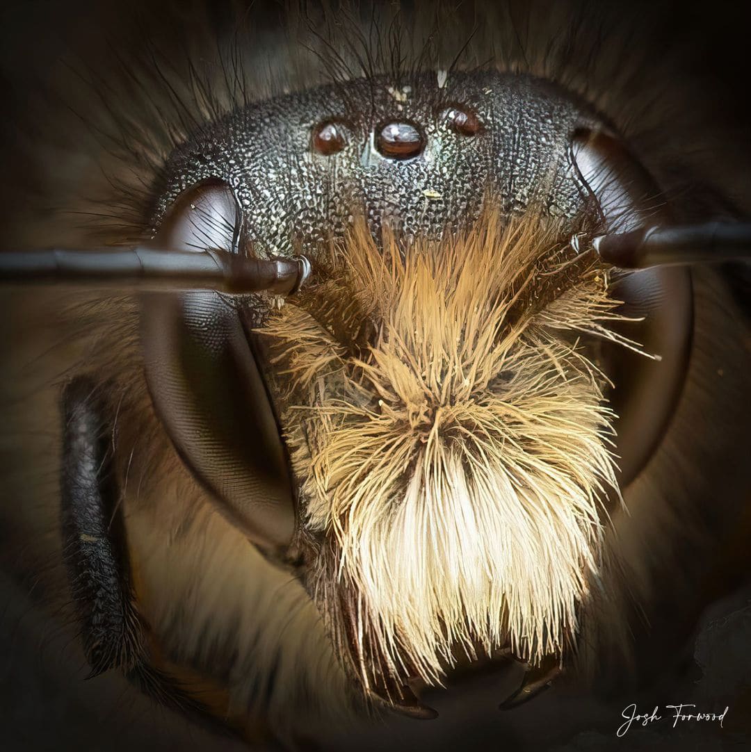 Bee with Furry Head