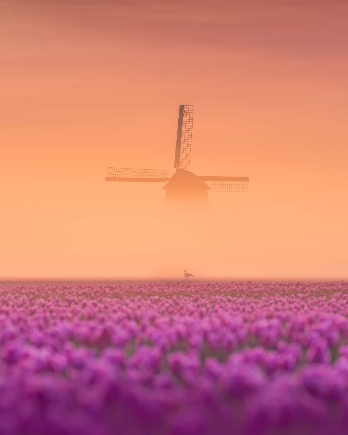 Windmill in the Fog by a Tulip Field