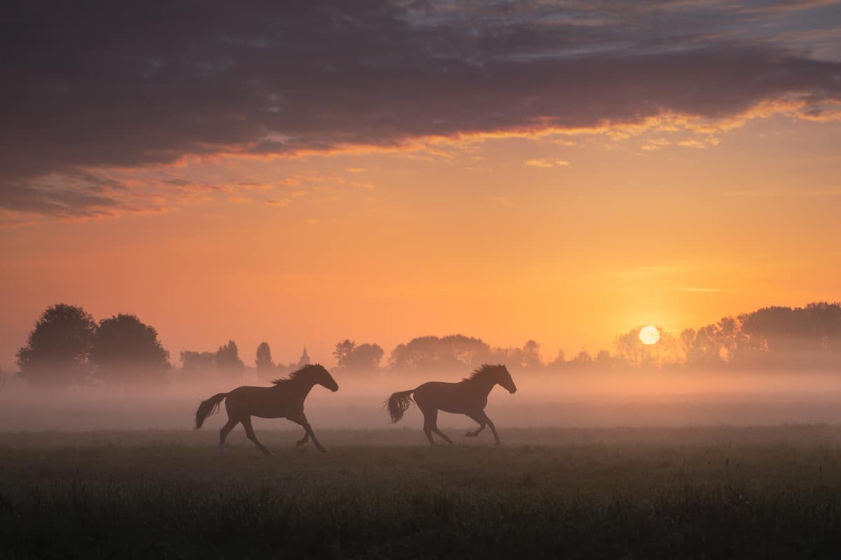 Horses Running on a Field in the Netherlands