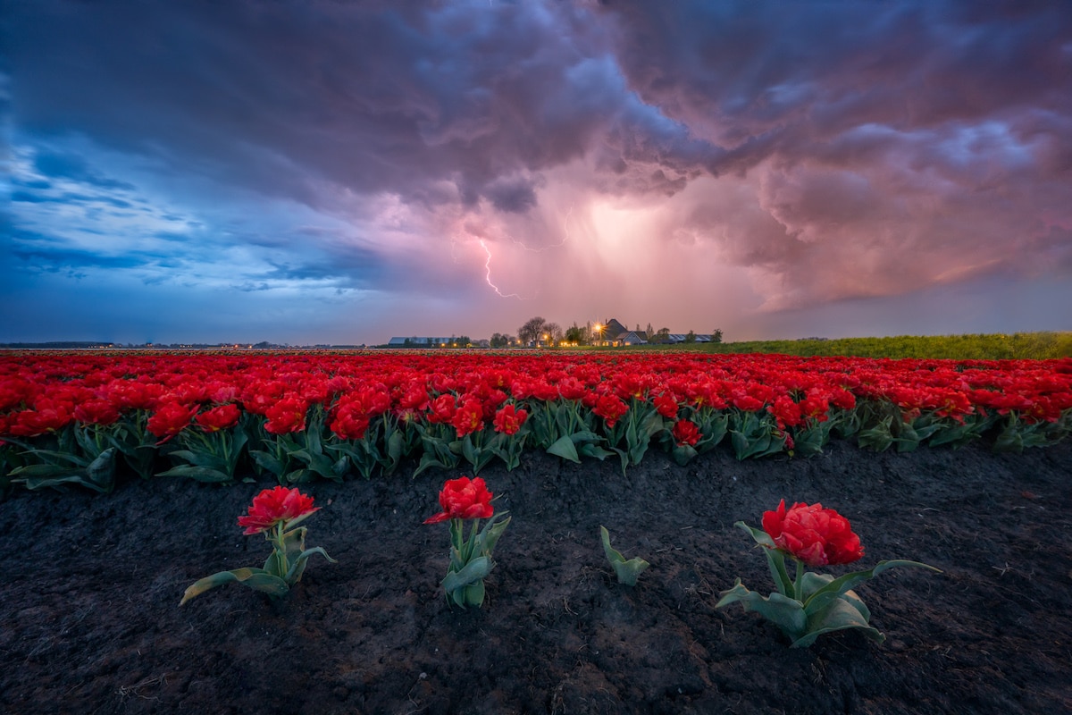 Thunderstorm Over Tulip Field