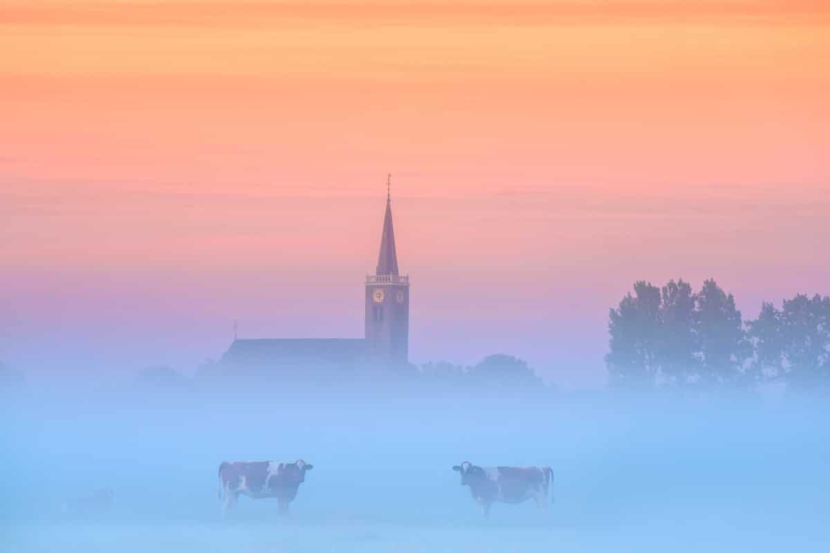 Cows in the Fog in the Netherlands