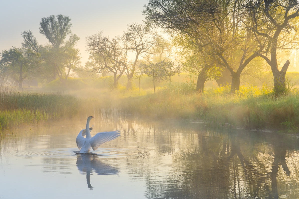 Swan Flapping Its Wings on a Pond