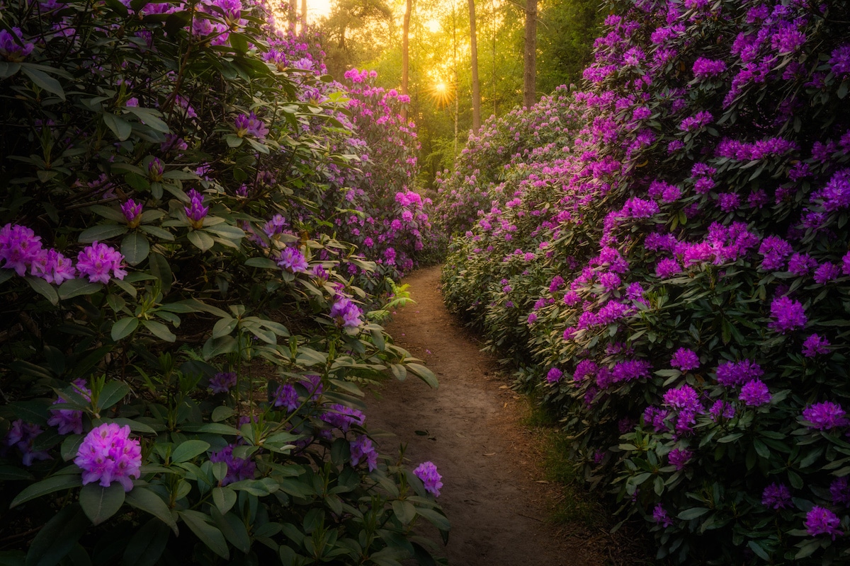 Rhododendron Bush in Holland